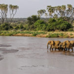 Elephants in the river in Samburu National Reserve