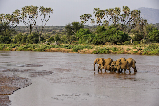 Elephants in the river in Samburu National Reserve