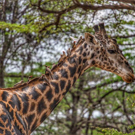 A Masai giraffe in The Selous Game Reserve
