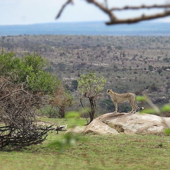 A cheetah in Serengeti National Park