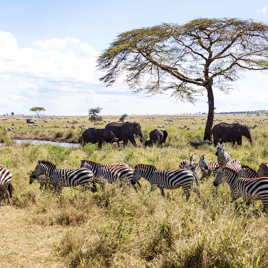 Zebra and elephants in Serengeti National Park