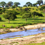 Elephants crossing a river in Serengeti National Park