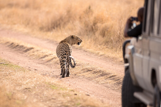 A leopard in front of a safari vehicle in Serengeti National Park