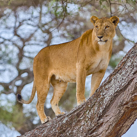 A lion in a tree in Tarangire National Park