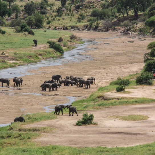Elephants on a dry riverbed in Tarangire National Park