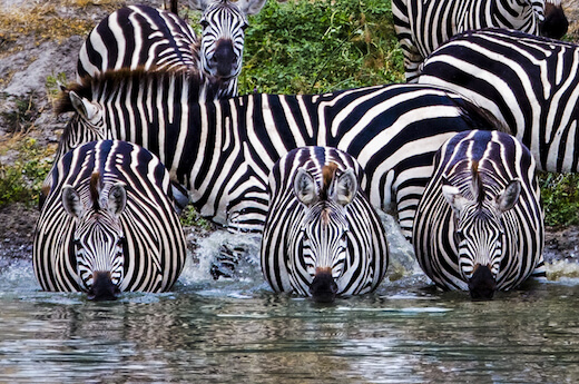 Zebra at a watering hole in Tarangire National Park