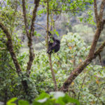 Mountain Gorillas in Bwindi Impenetrable National Park