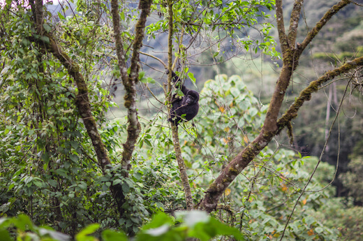Mountain Gorillas in Bwindi Impenetrable National Park