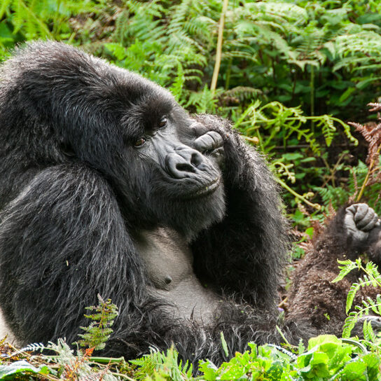 Mountain Gorillas in Volcanoes National Park
