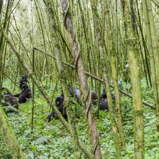 Mountain Gorillas in Volcanoes National Park