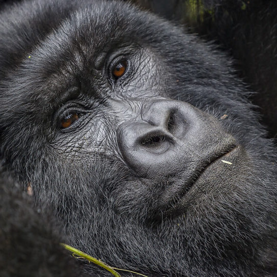 A Mountain Gorilla in Volcanoes National Park