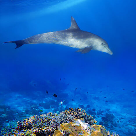 A dolphin swimming along Zanzibar's coral reefs
